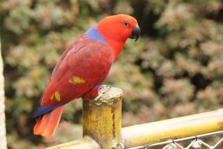 Eclectus roratus polychloros - Neuguinea-Edelpapagei